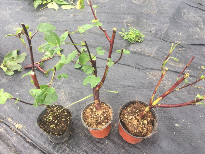 로젤 - Rozelle, Red Thai Roselle, Yellow bloom Roselle Hibiscus, Hibiscus sabdariffa L.