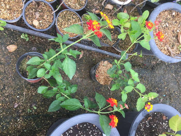 란타나 - Spanish Flag, West Indian Lantana, Lantana camara
