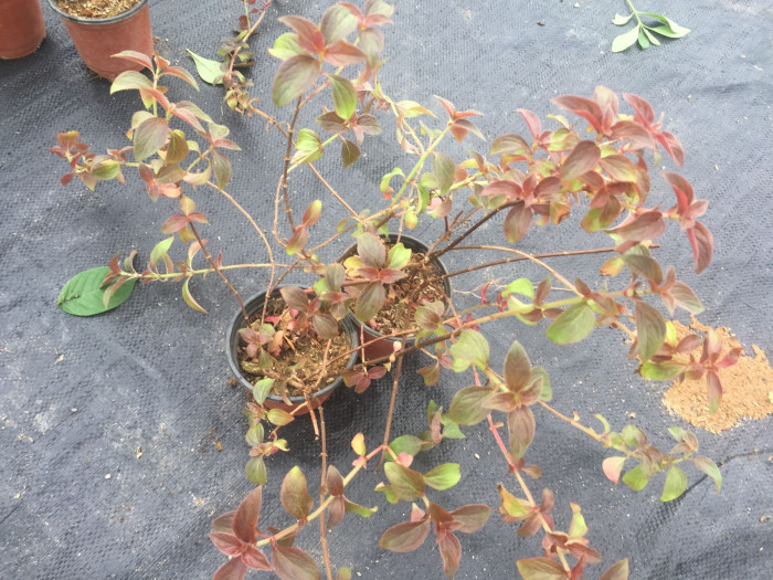 티보치나 - Glorybush, Princessflower, Tibouchina urvilleana (DC.) Cogn.