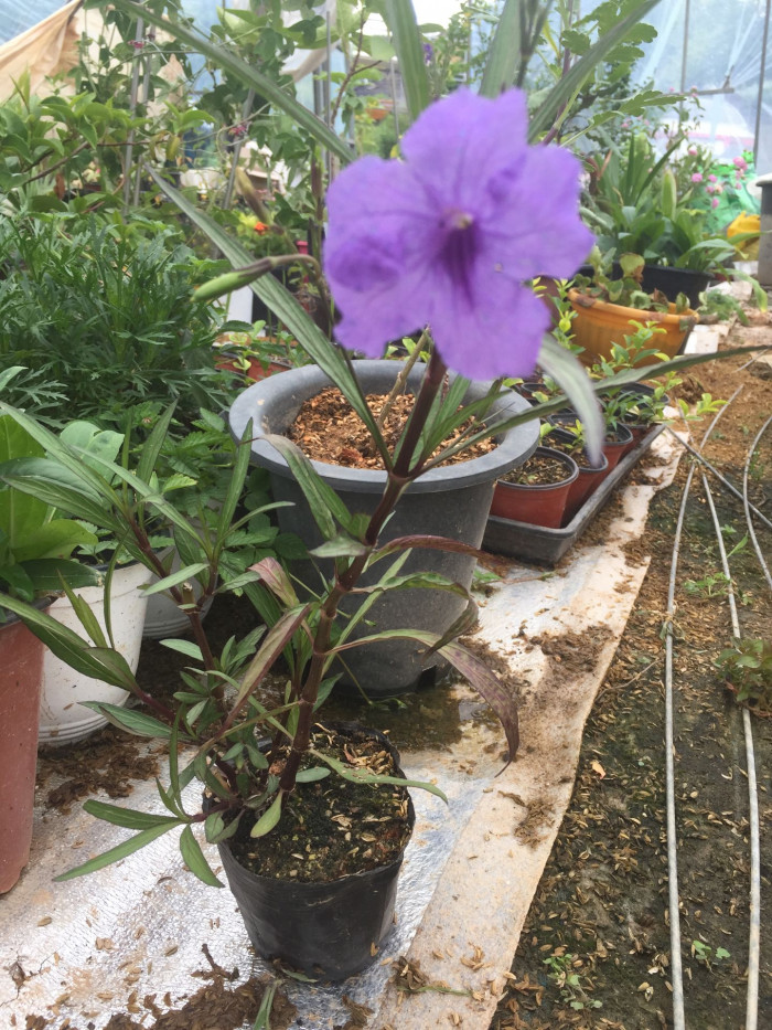 루엘리아 - Mexican petunia, Ruellia brittoniana