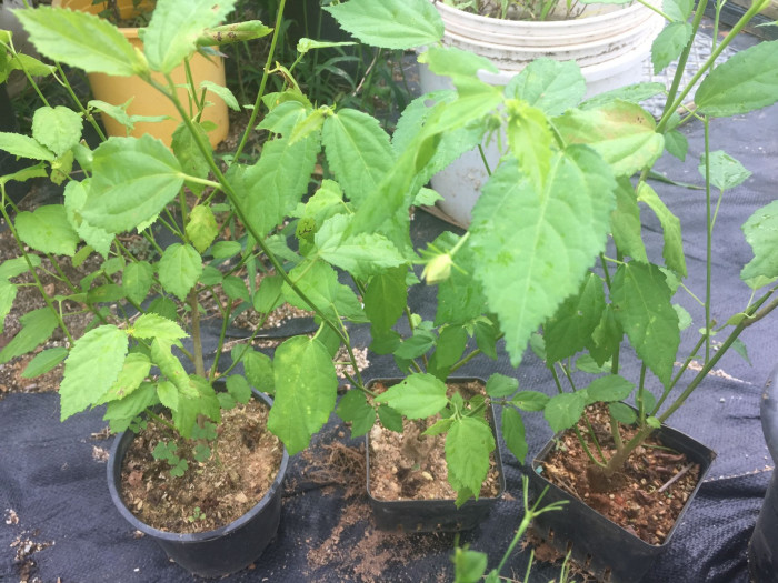 아부틸론 인디쿰 - Chinese bell-flowers, common evening mallow, country mallow, Abutilon indicum (L.) Sweet