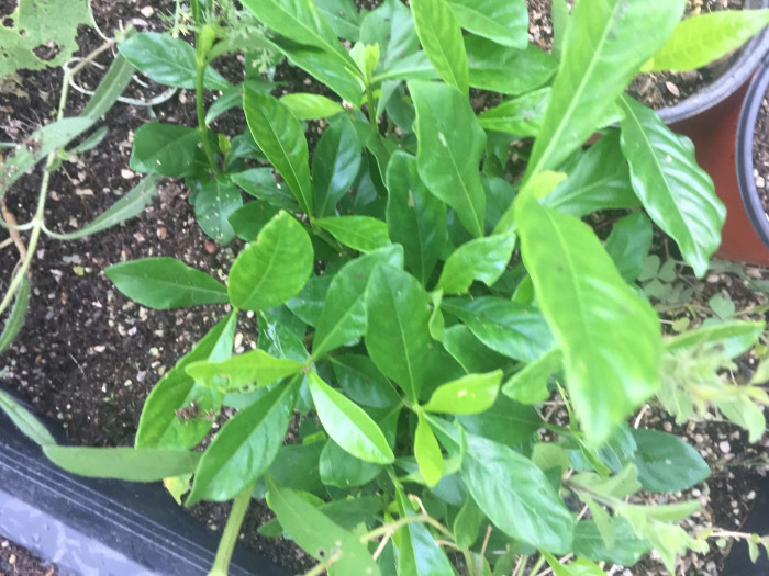 치자나무 - Gardenia jasminoides Ellis var. jasminoides