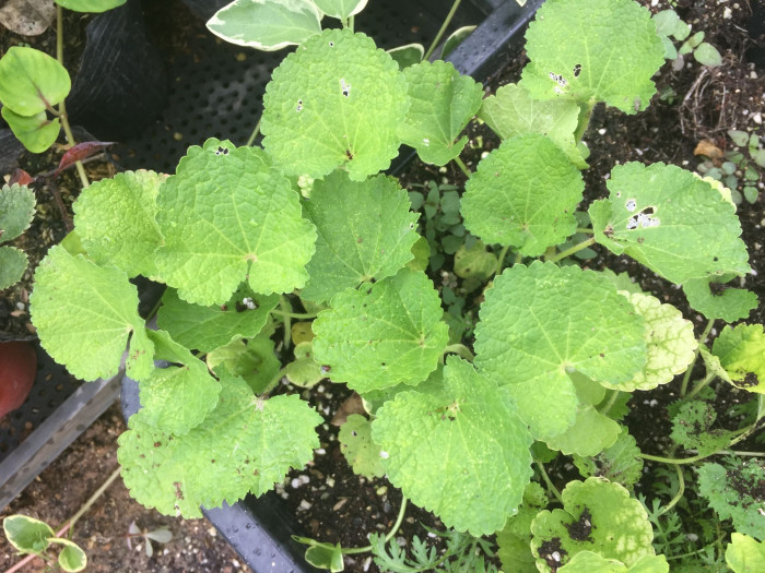 겹접시꽃 - Alcea rosea, Althaea rosea