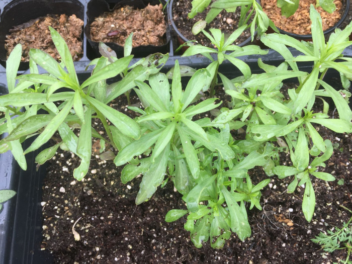 눈꽃 - Candytuft, Iberis sempervirens