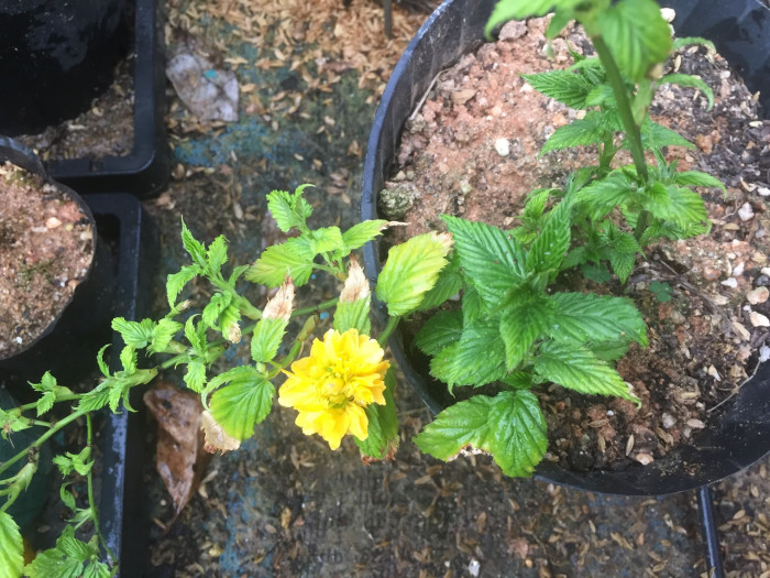 죽단화 - Kerria japonica for. pleniflora (Witte) Rehder