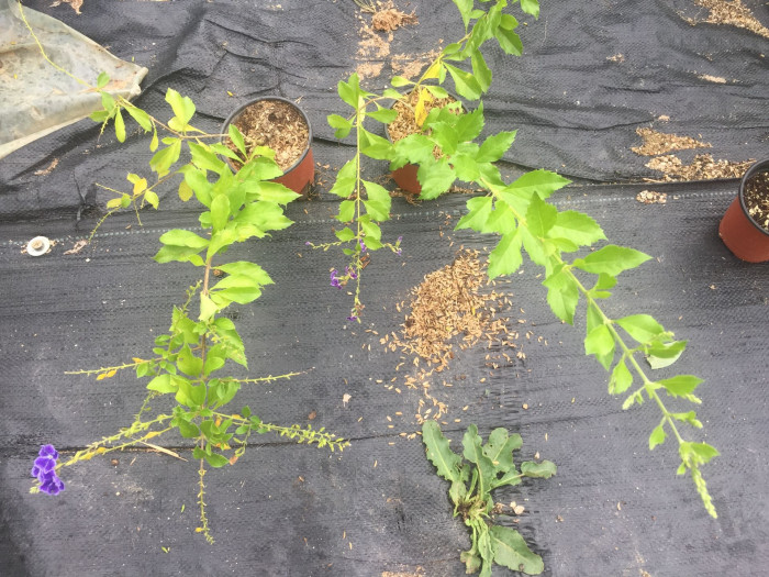 듀란타 - Duranta repens, Duranta erecta L