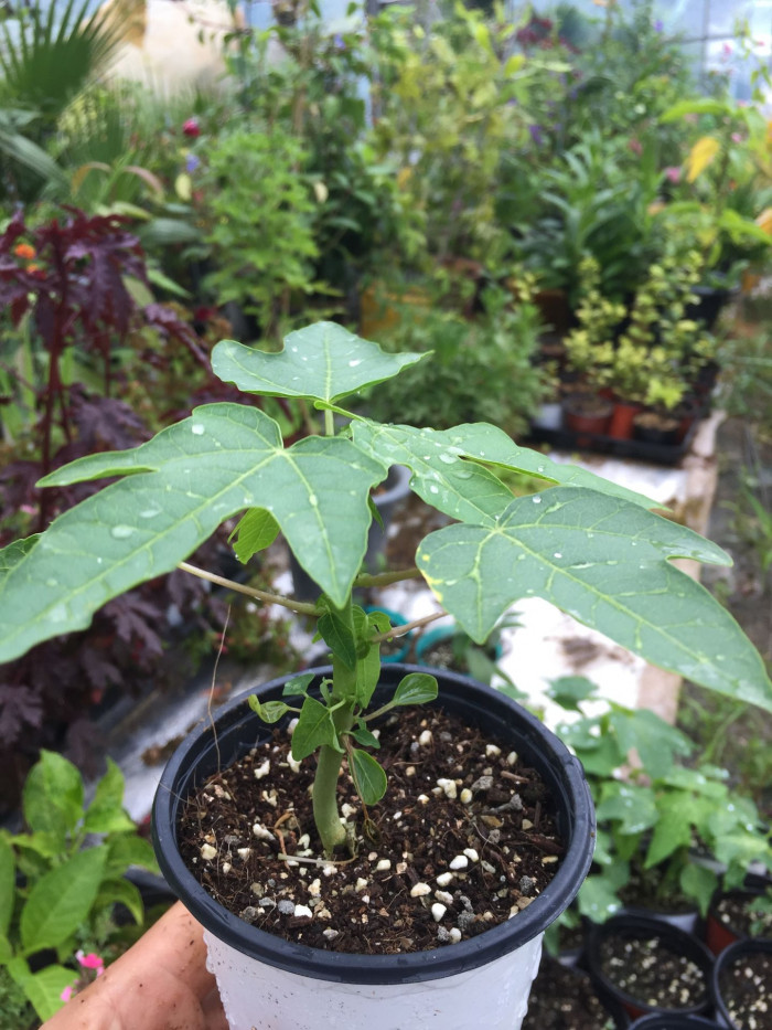 파파야 - Papaya, Carica papaya