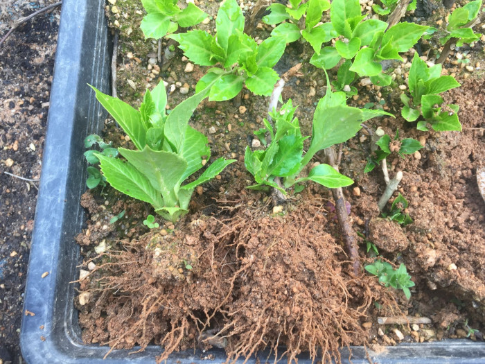 수국 - Hydrangea, Hydrangea macrophylla (Thunb.) Ser. for. otaksa (Siebold & Zucc.) E. H. Wilson