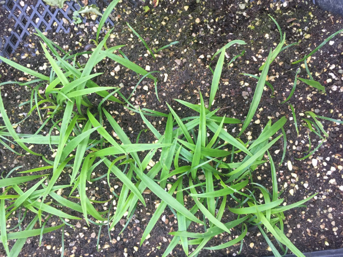 대만나리 - Formosa lily, Taiwanese lily, Lilium formosanum