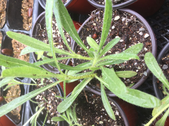 미국천일홍 - Gomphrena Haageana