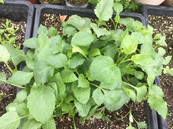 다알리아 - YELLOw BAIRD, Dahlia pinnata Cav.
