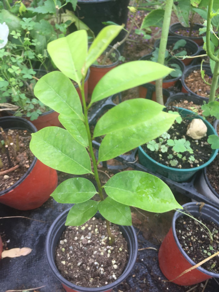 그라비올라 - Graviola, Annona muricata L