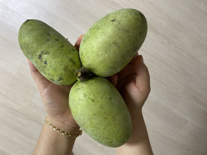 포포나무 - Sunflower pawpaw, Asimina triloba