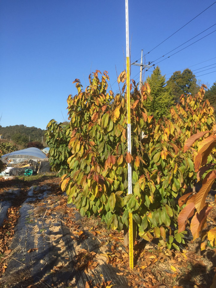 포포나무 - Sunflower pawpaw, Asimina triloba