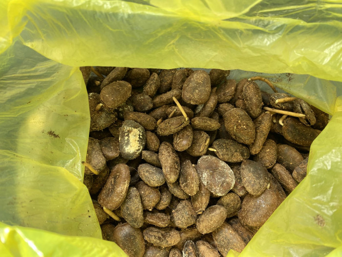 포포나무 - Sunflower pawpaw, Asimina triloba