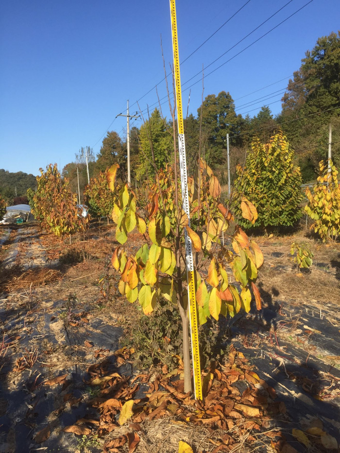 포포나무 - Sunflower pawpaw, Asimina triloba