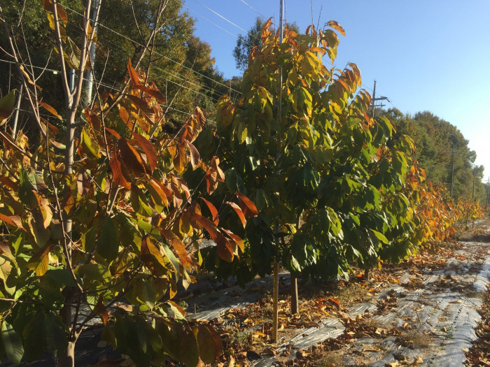 포포나무 - Sunflower pawpaw, Asimina triloba