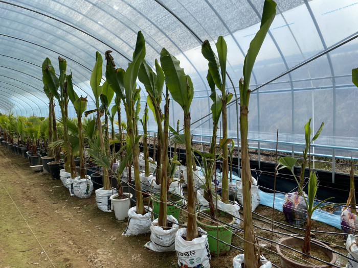 파초 - Japanese banana, Japanese fibre banana, hardy banana, Musa basjoo Siebold & Zucc.