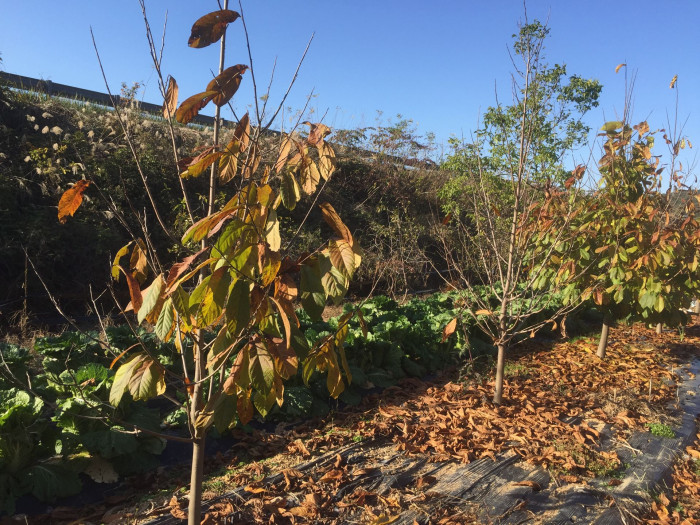 포포나무 - Sunflower pawpaw, Asimina triloba