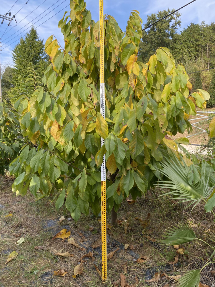 포포나무 - Sunflower pawpaw, Asimina triloba