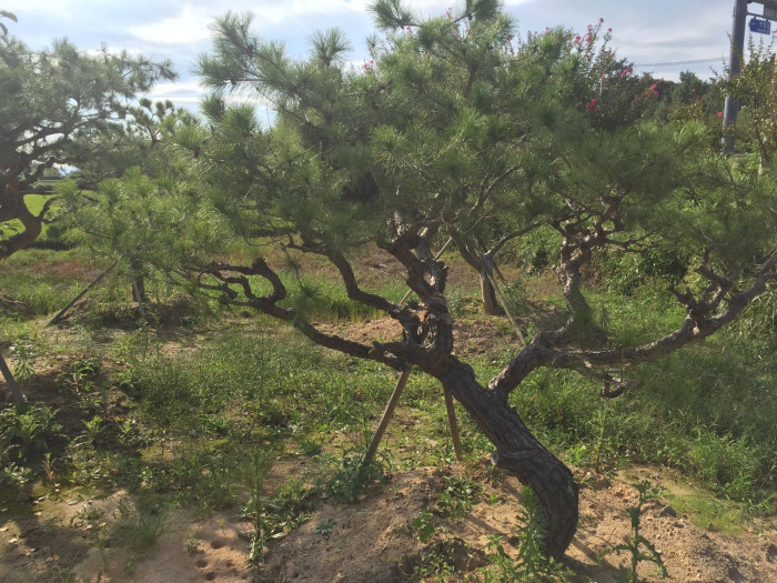 소나무 - Pine Tree, Pinus densiflora Siebold & Zucc.