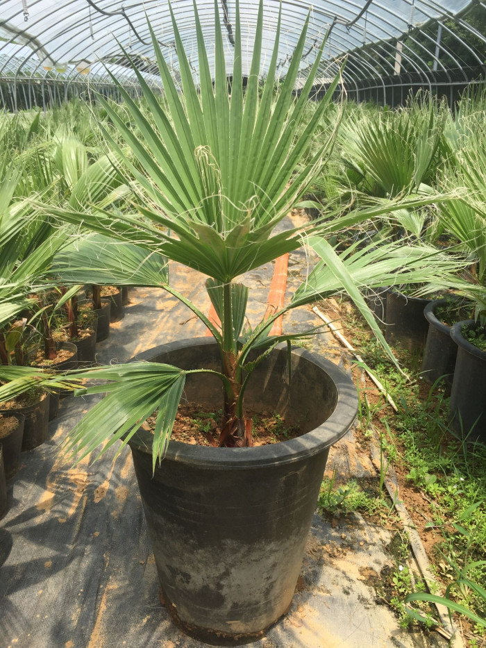 워싱턴야자 - Washington palm, California Fan Palm, Washingtonia filifera
