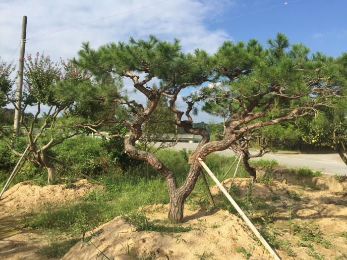소나무 - Pine Tree, Pinus densiflora Siebold & Zucc.