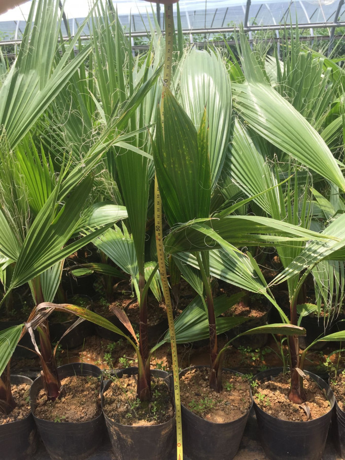 워싱턴야자 - Washington palm, California Fan Palm, Washingtonia filifera