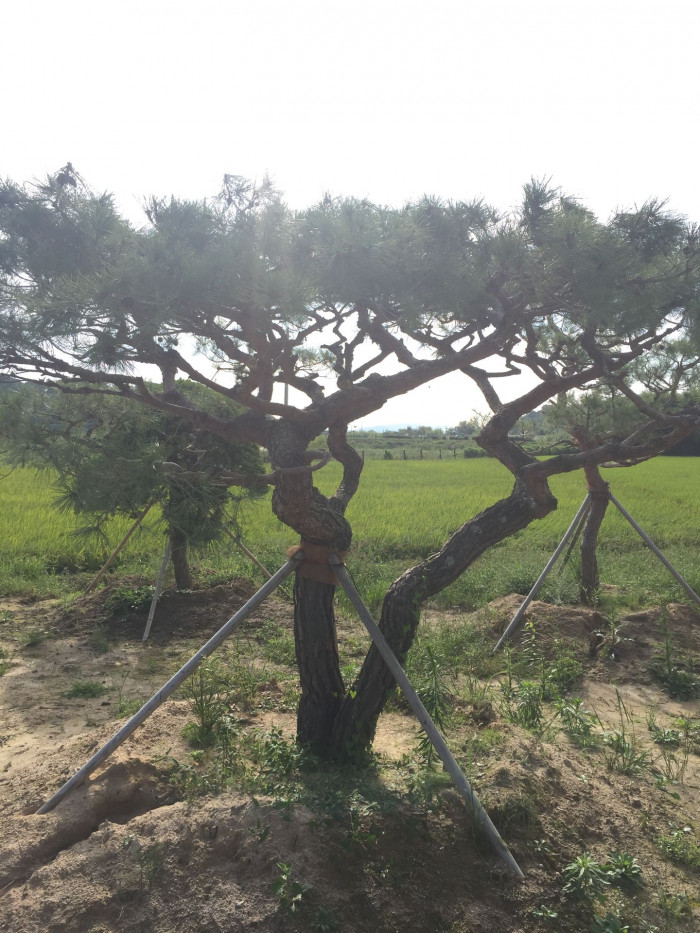 소나무 - Pine Tree, Pinus densiflora Siebold & Zucc.