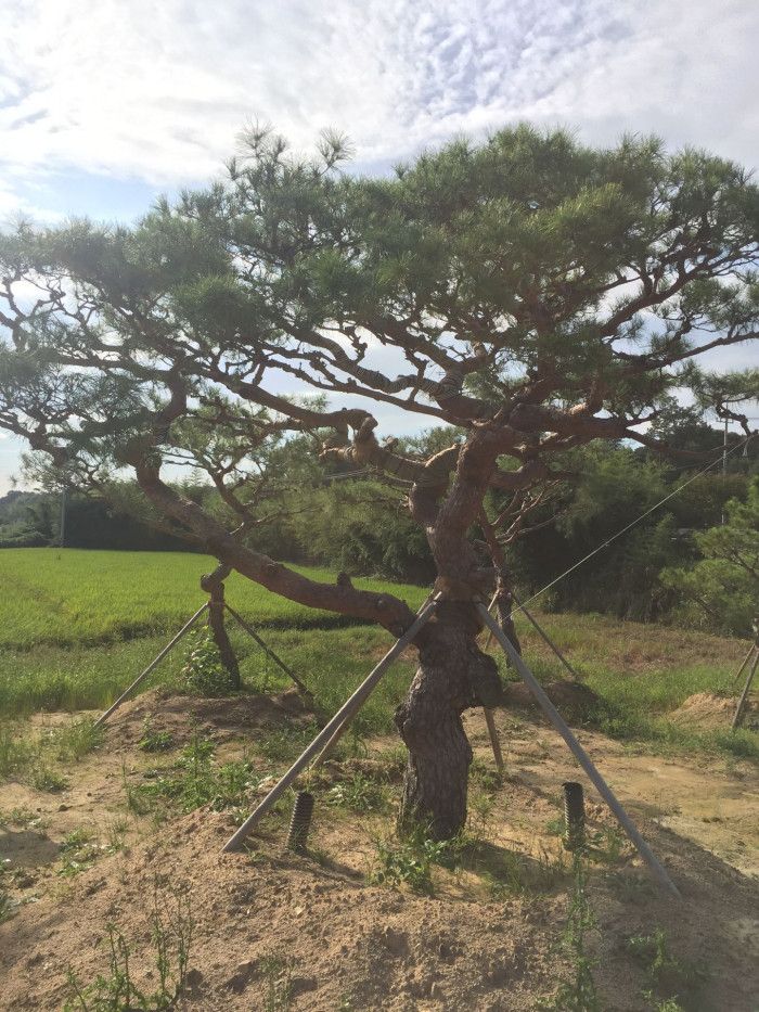 소나무 - Pine Tree, Pinus densiflora Siebold & Zucc.