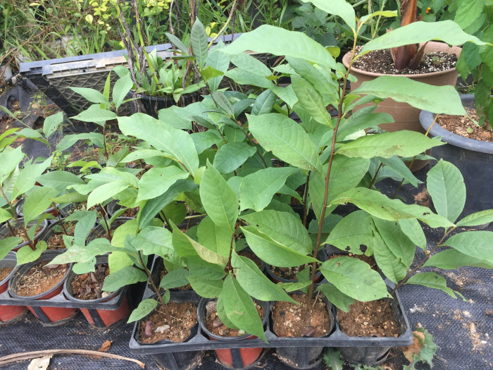 포포나무 - Sunflower pawpaw, Asimina triloba