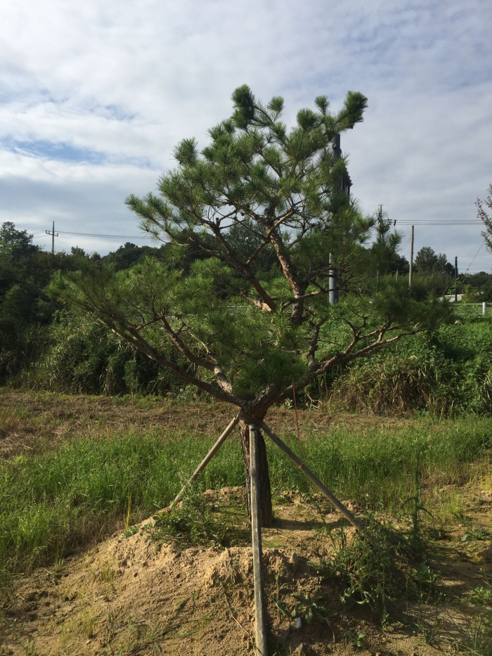 소나무 - Pine Tree, Pinus densiflora Siebold & Zucc.