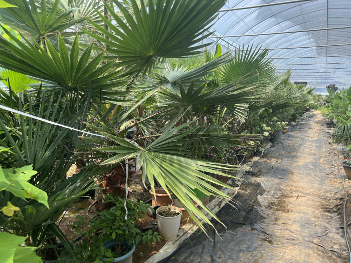 워싱턴야자 - Washington palm, California Fan Palm, Washingtonia filifera