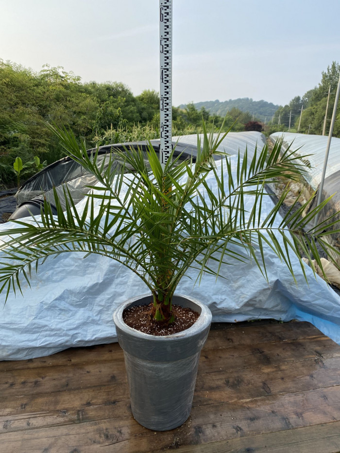 카나리아야자 - Canary Island date palm, Pineapple palm, Phoenix canariensis