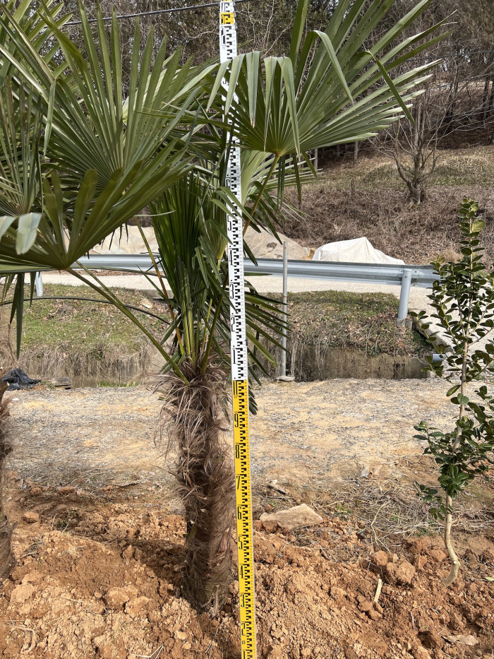 당종려 - Trachycarpus Fortunei