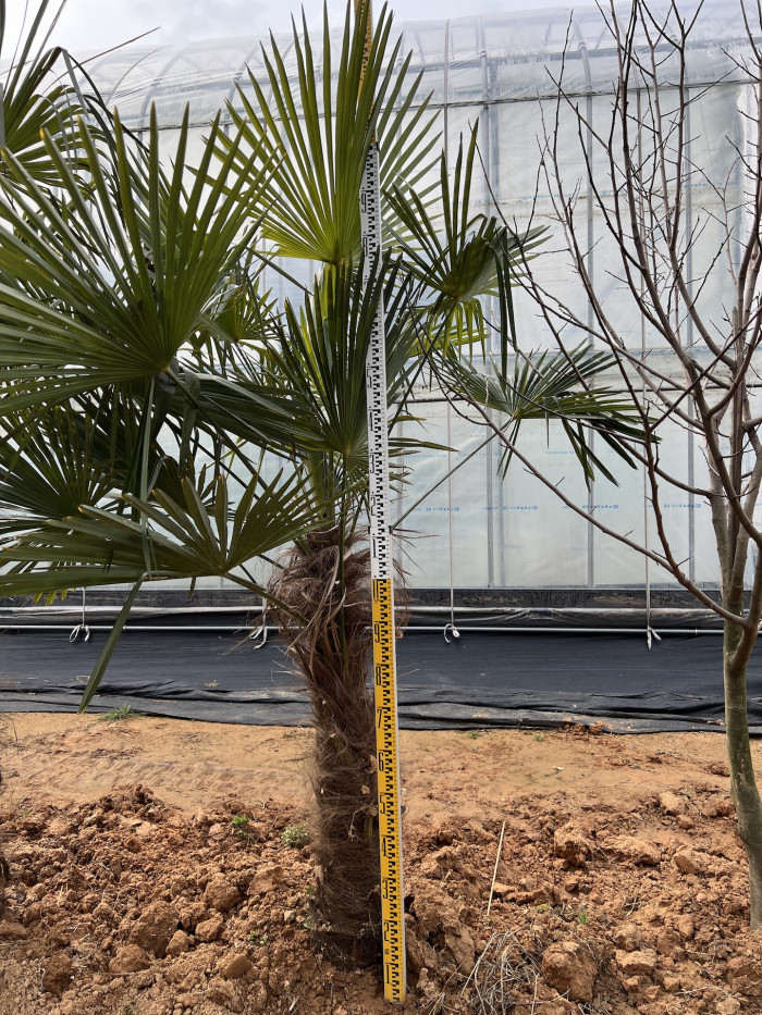당종려 - Trachycarpus Fortunei