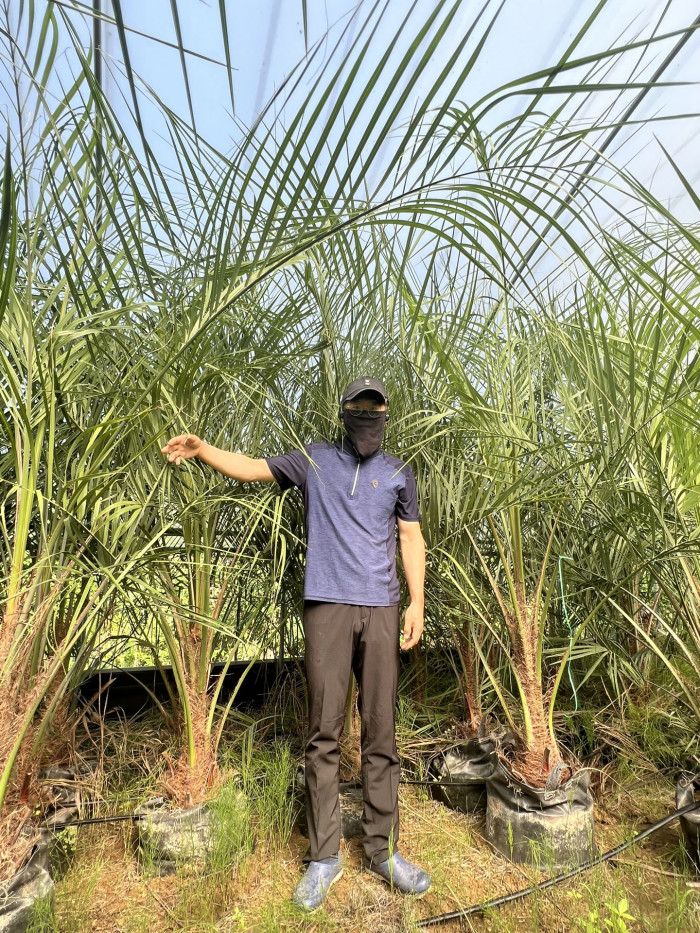 뷰티아야자 - Jelly palm, Butia odorata (Barb.Rodr.) Noblick