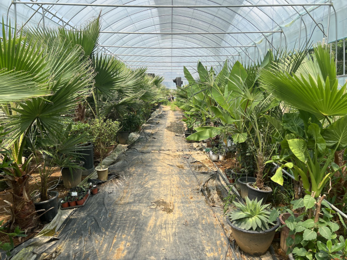 워싱턴야자 - Washington palm, California Fan Palm, Washingtonia filifera