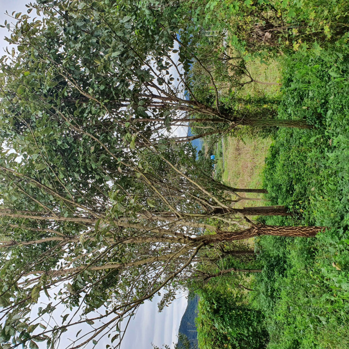 이팝나무 - Chinese Fringe Tree, Chionanthus retusus Lindl. & Paxton