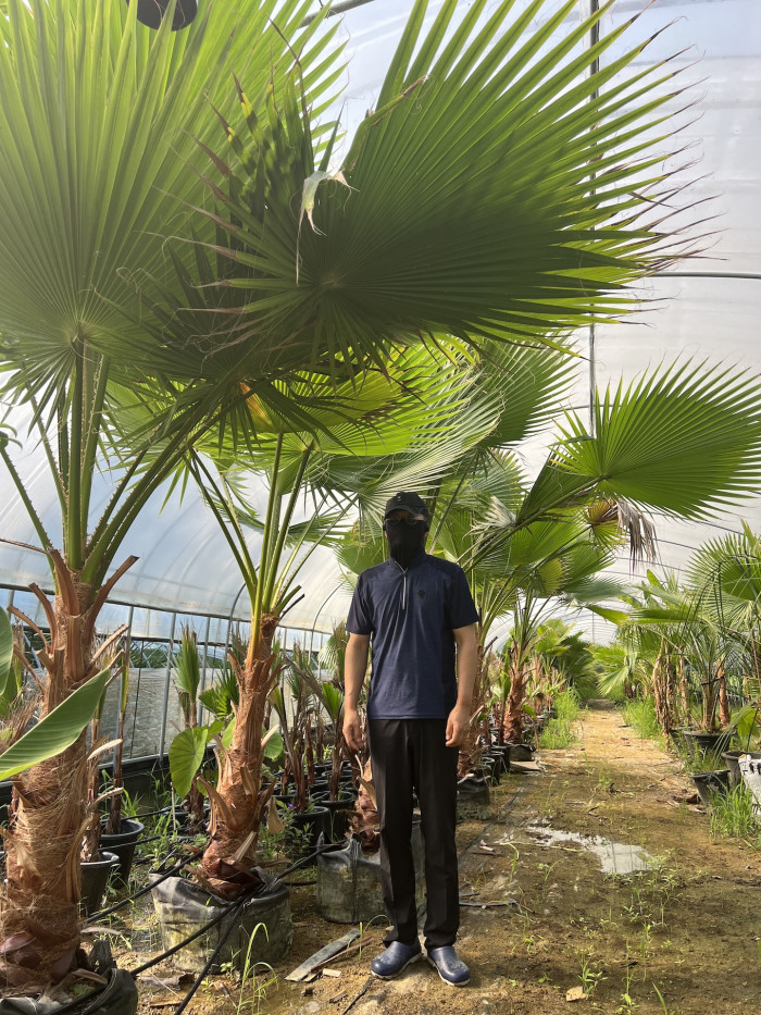 워싱턴야자 - Washington palm, California Fan Palm, Washingtonia filifera