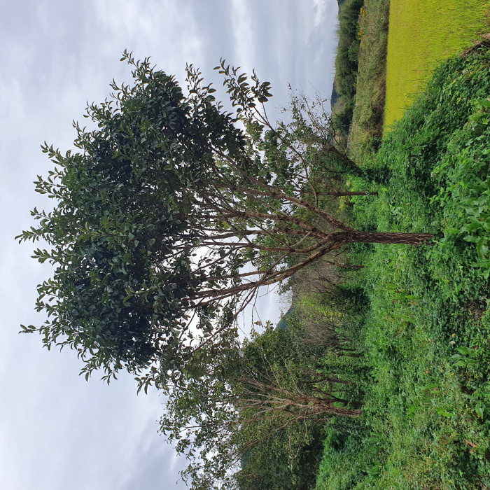이팝나무 - Chinese Fringe Tree, Chionanthus retusus Lindl. & Paxton