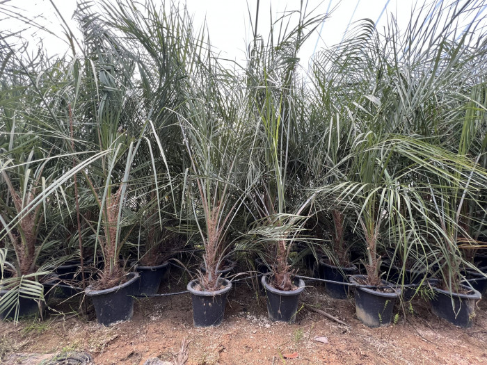 뷰티아야자 - Jelly palm, Butia odorata (Barb.Rodr.) Noblick