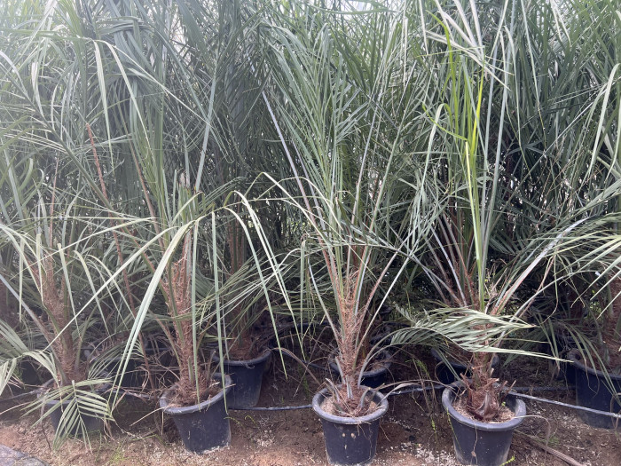 뷰티아야자 - Jelly palm, Butia odorata (Barb.Rodr.) Noblick