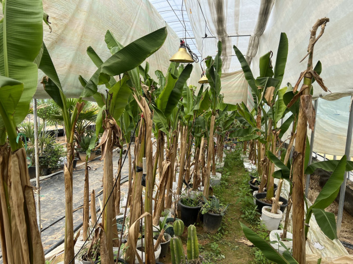파초 - Japanese banana, Japanese fibre banana, hardy banana, Musa basjoo Siebold & Zucc.