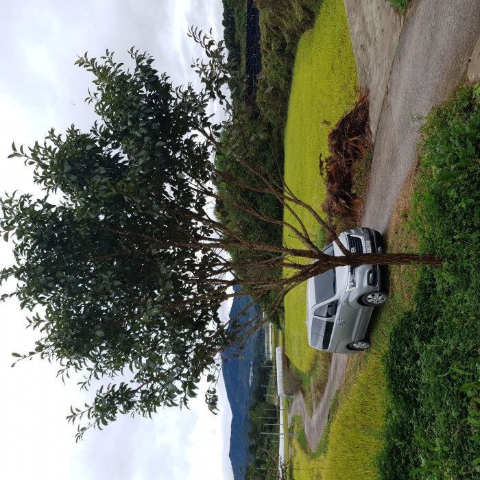 이팝나무 - Chinese Fringe Tree, Chionanthus retusus Lindl. & Paxton
