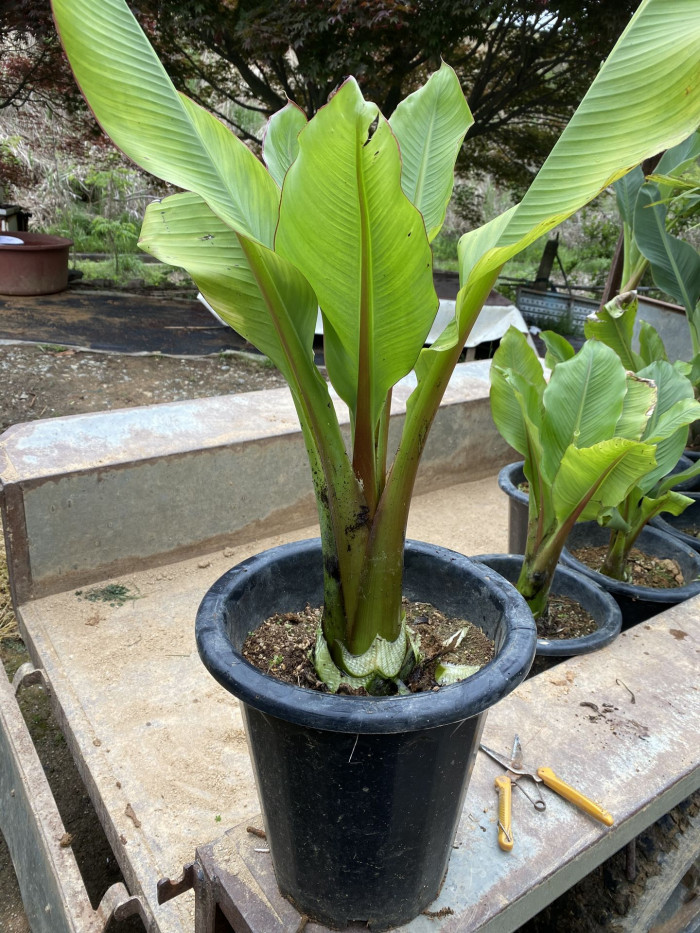 나무바나나 - False Banana,Ethiopian Banana, Ensete ventricosum
