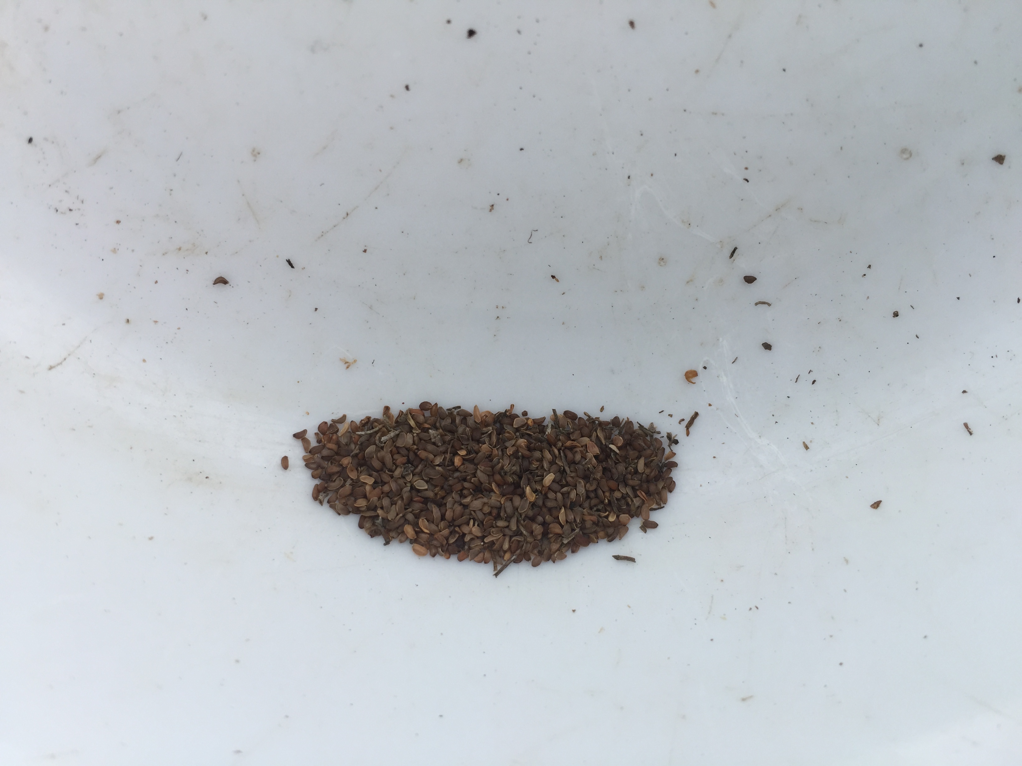 잔대 씨앗 Adenophra triphylla var. tetraphylla seed