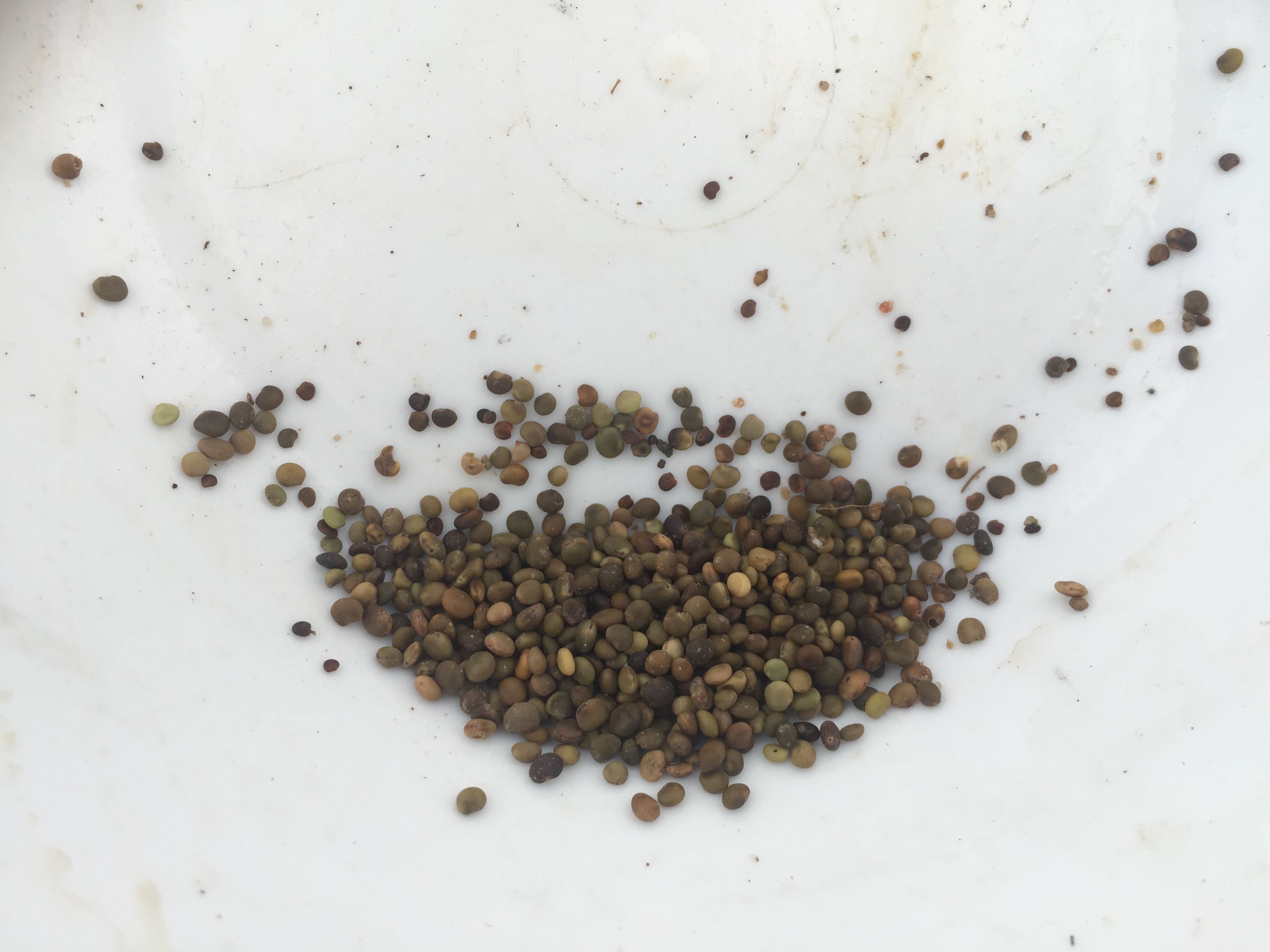 감초 씨앗 Glycyrrhiza uralensis Fisch. seed