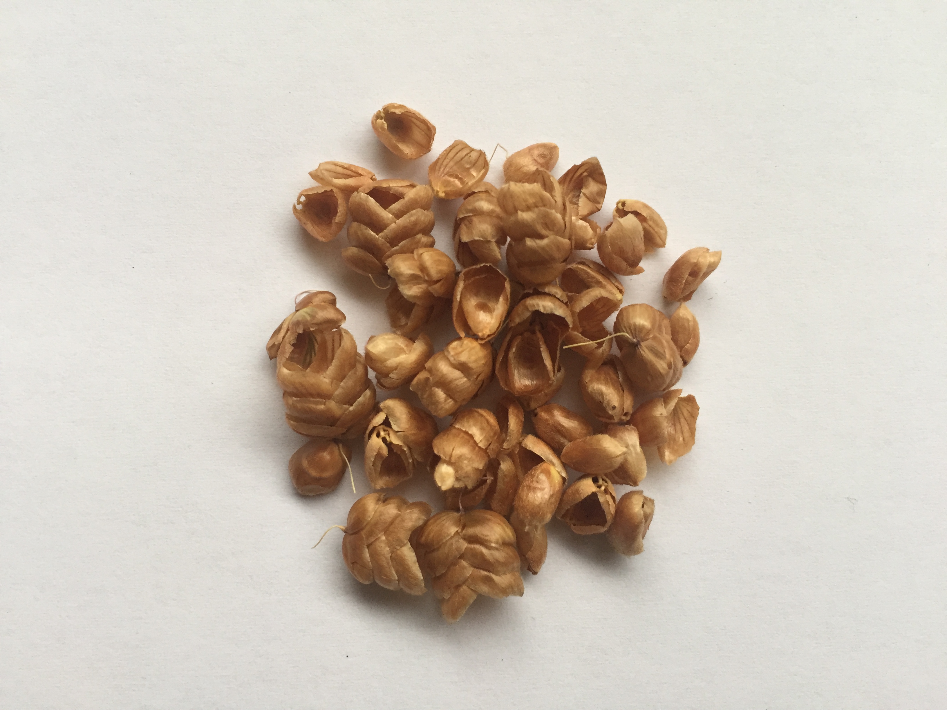 방울보리사초 씨앗 Briza maxima L. seed
