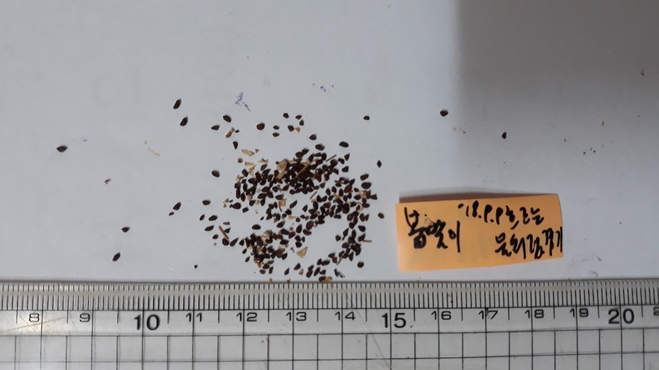 봄맞이꽃 씨앗 Androsace umbellata (Lour.) Merr. seed